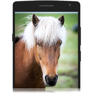 Photo of your horse